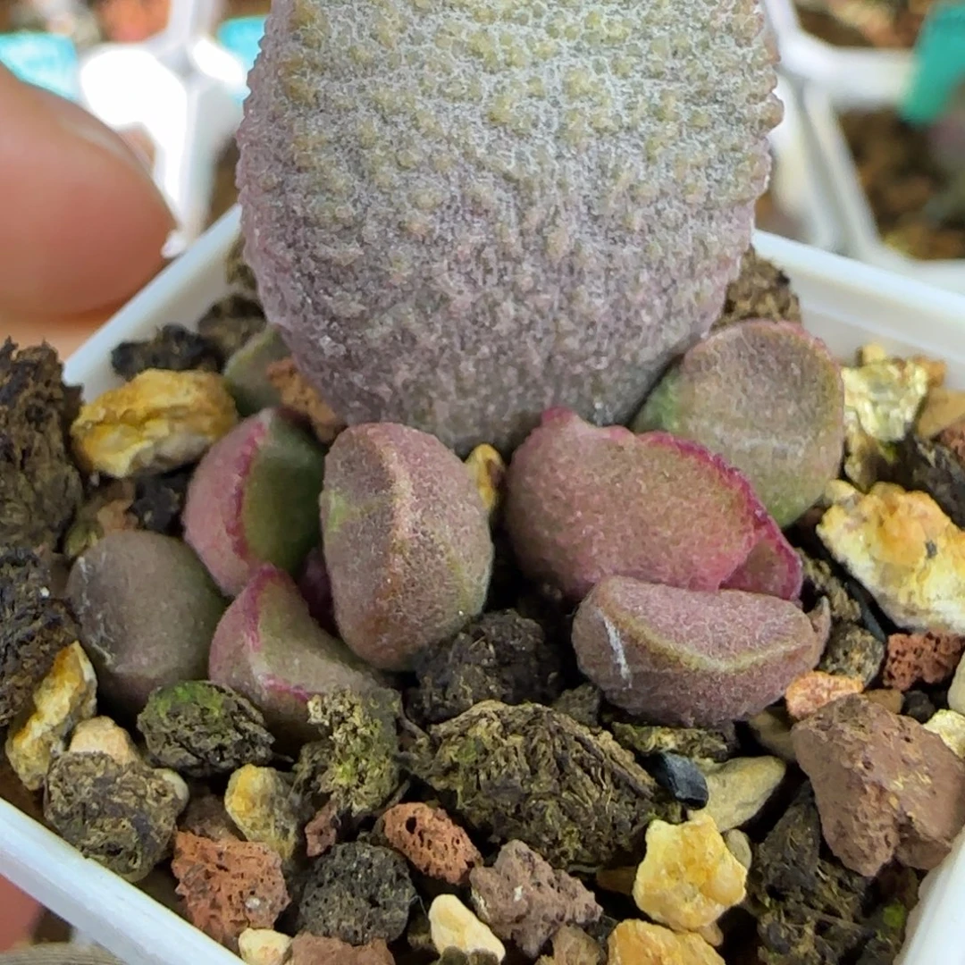 实生叶插，四方盆发