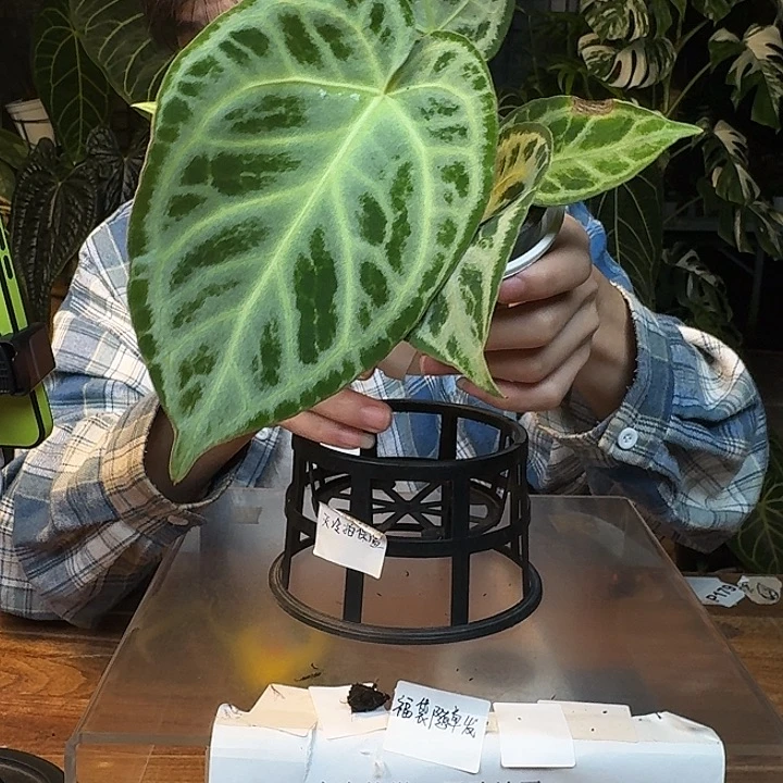 不开花植物I72灰色面纱叶损福利无售后