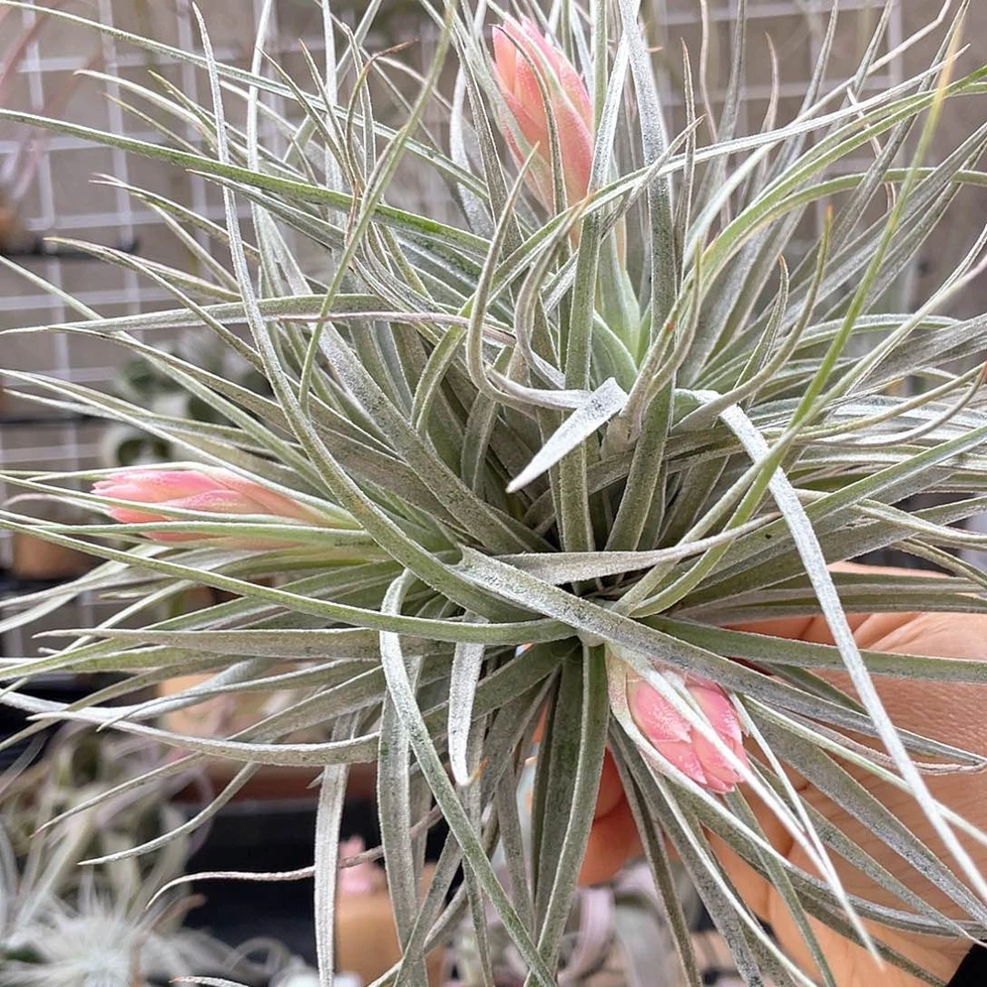 棉花糖32号空气凤梨