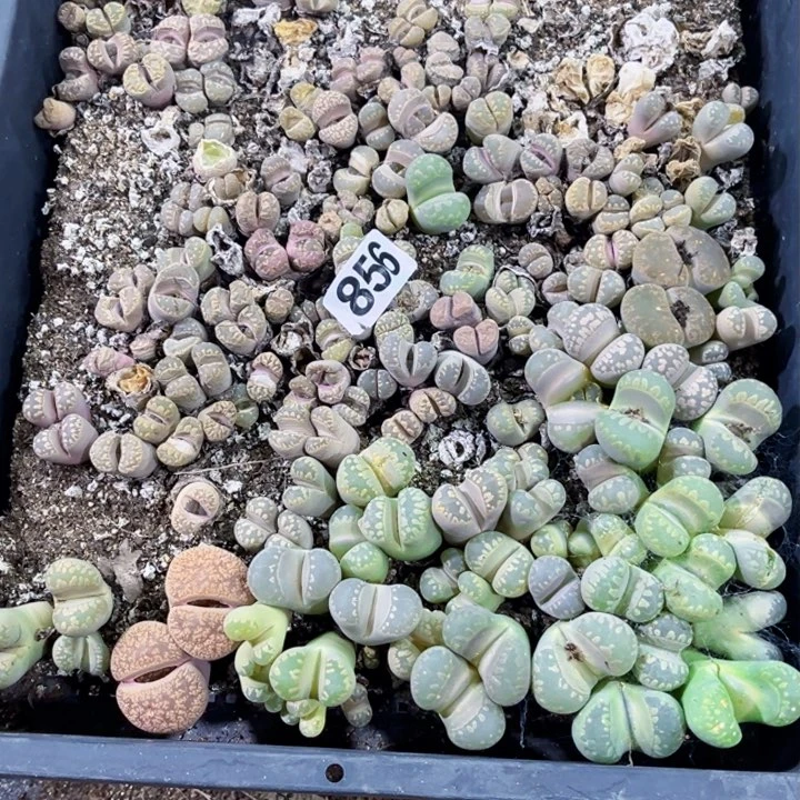 856 生石花一物一图如图