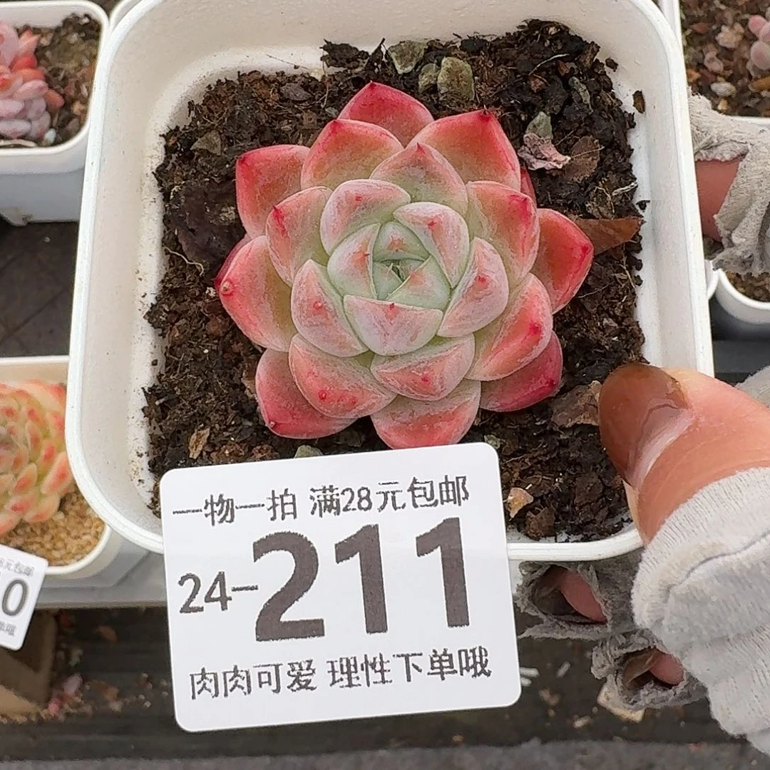 如梦令佳人无盆土发货