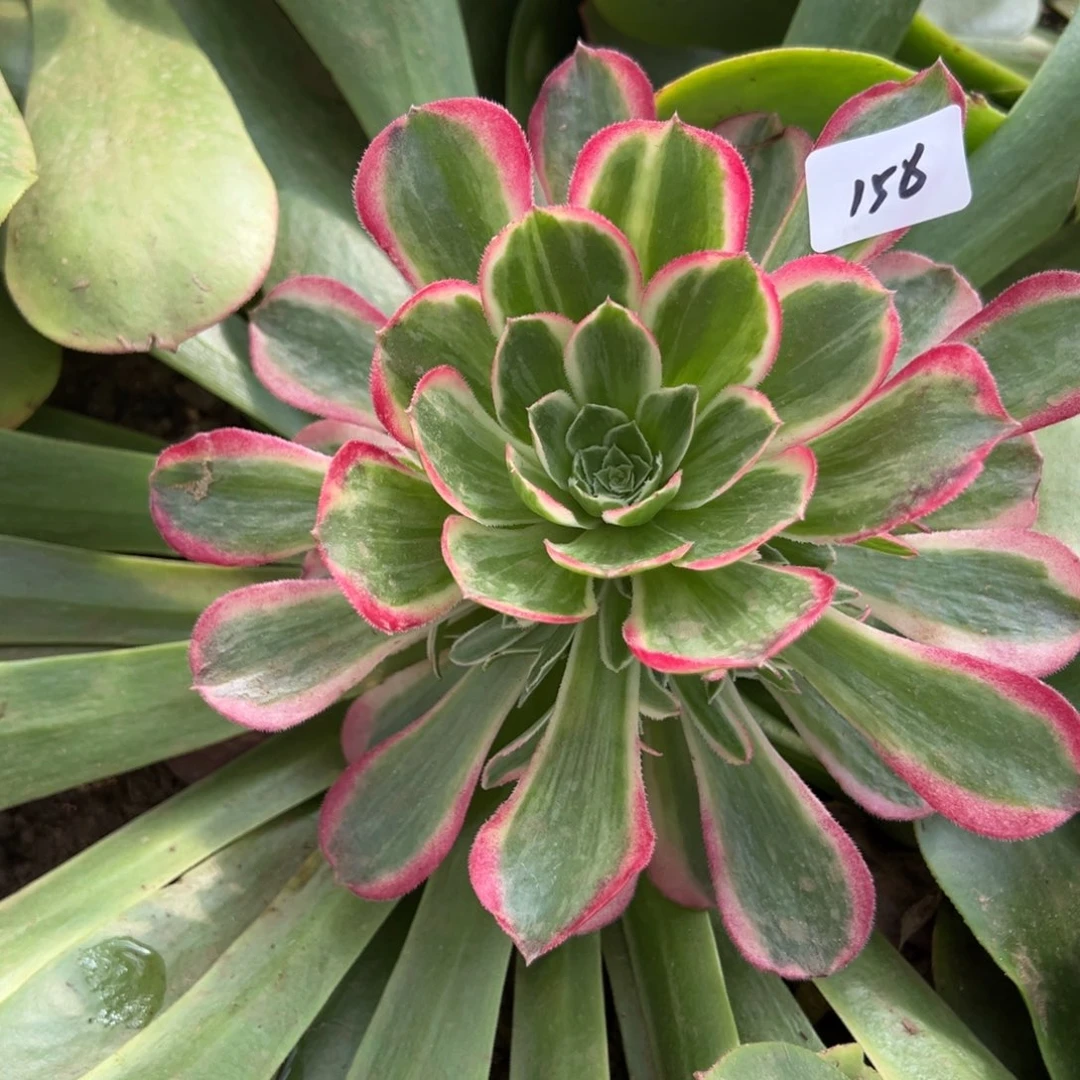 很***乖158粉玉芙绒多肉椅子