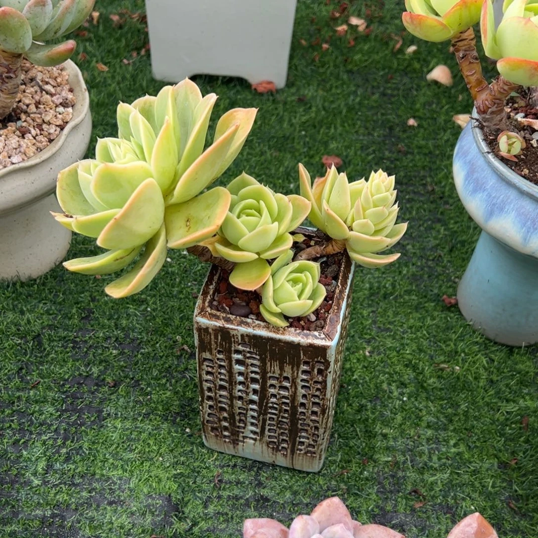 沐***沐星娜塔多肉植物脱土