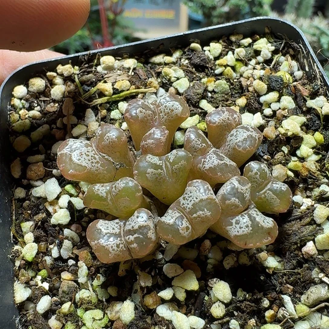 590勋章带盆发货实生