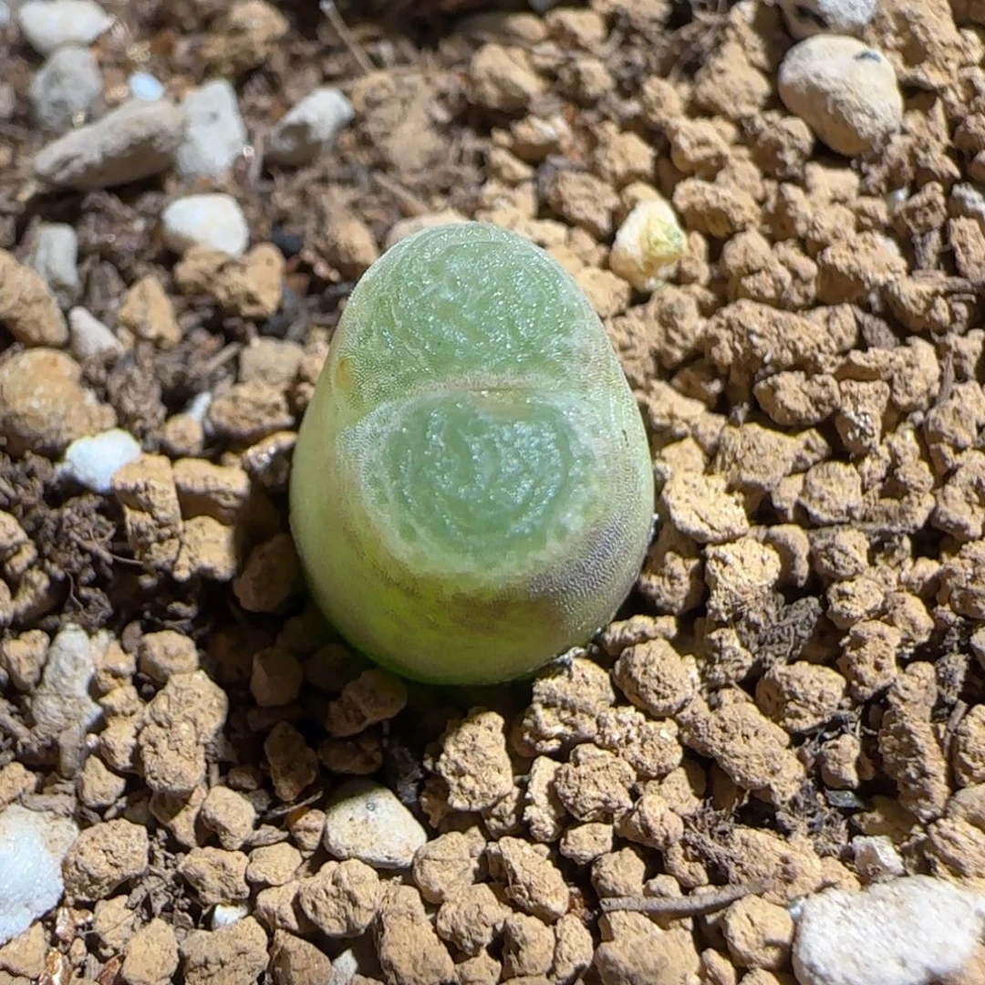 肉锥多肉植物组合-胖虎1773