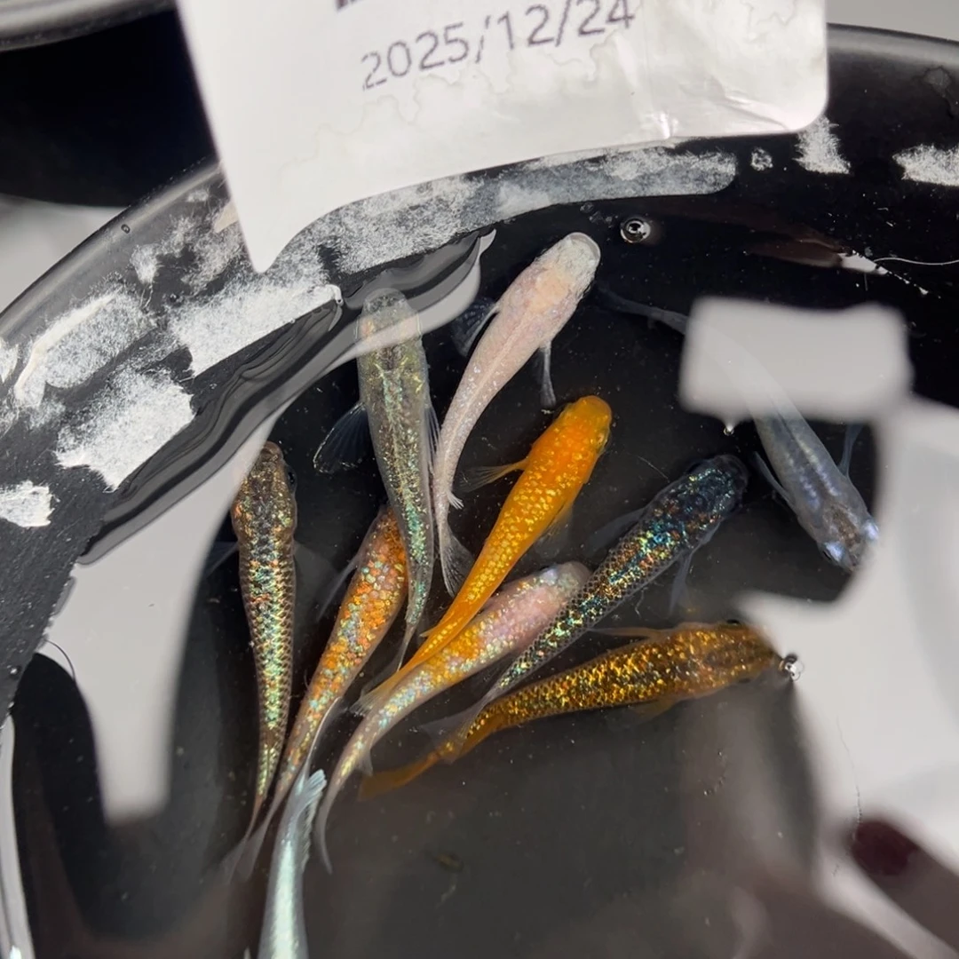 青鳉鱼217混搭10尾