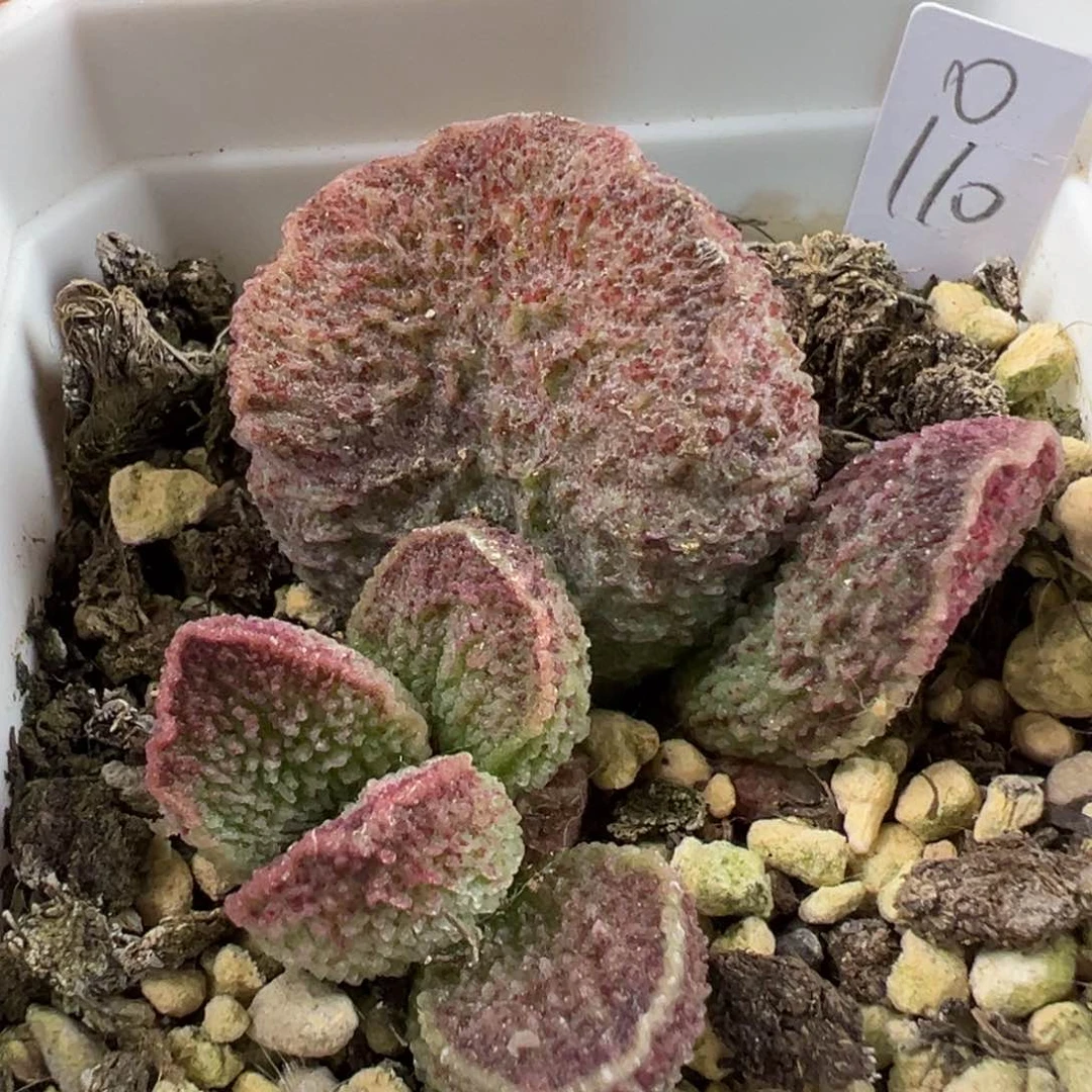 斑点颗粒款实生新品