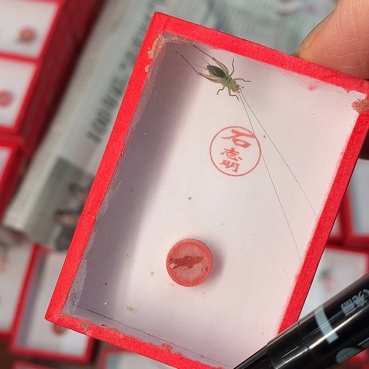 新到石志明大黄全品150两条