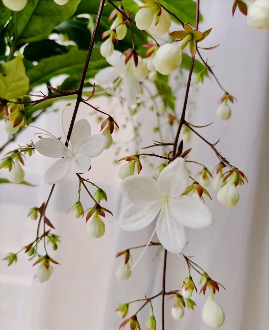 垂丝茉莉 保2条花丝 高度30-40cm左右 易爆花室内阳台窗台 耐热