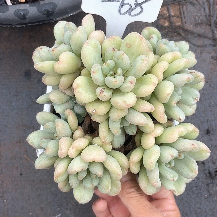 晨语多肉，一物一拍68