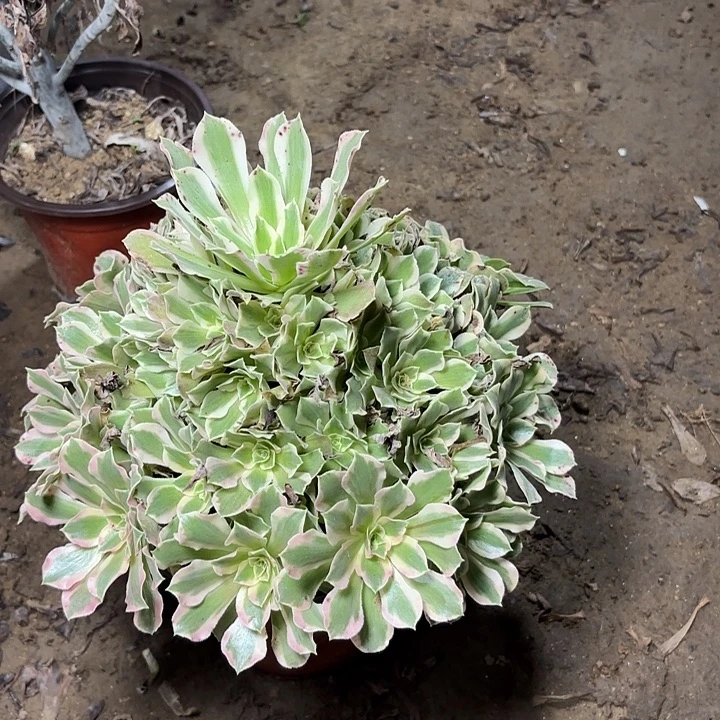 多肉植物夜萝刹26