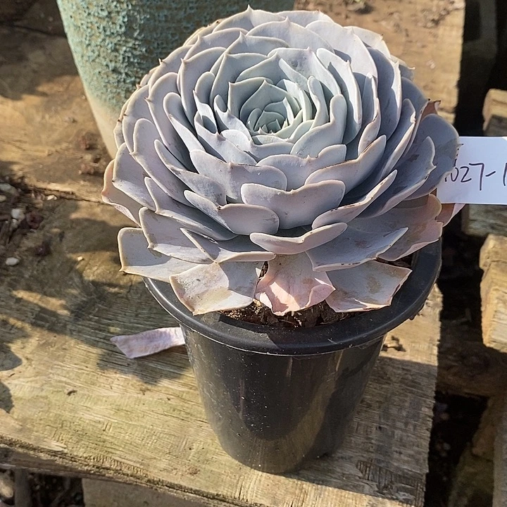 w***n多肉植物圣卡洛斯1027-1