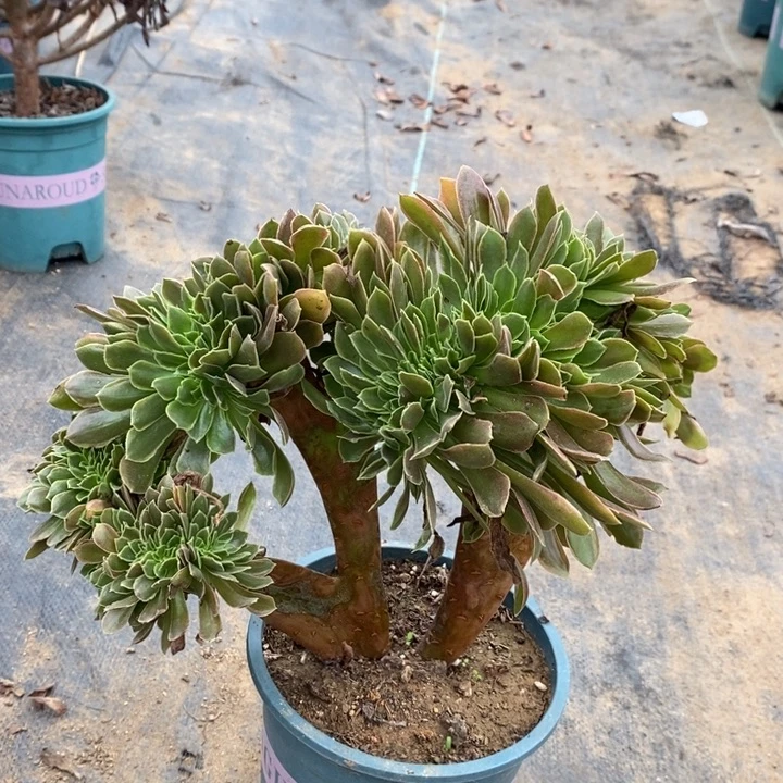 娜迦缀多肉植物040