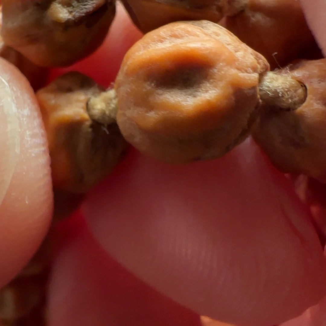 柏香籽/百香籽手串