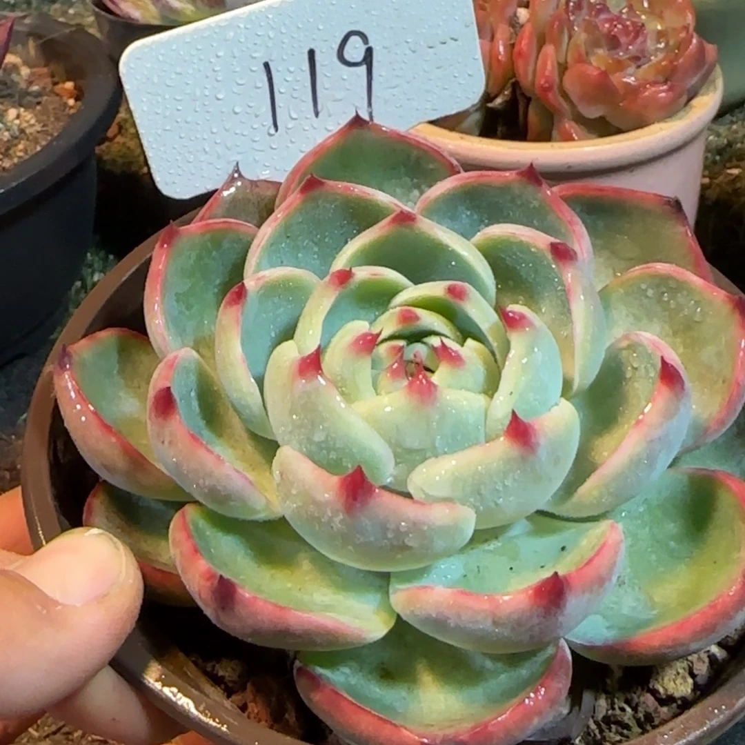 玫瑰惊鸿一物一拍包装收缩花旱119