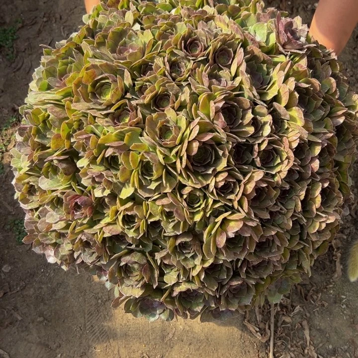 158超大万圣节一棵