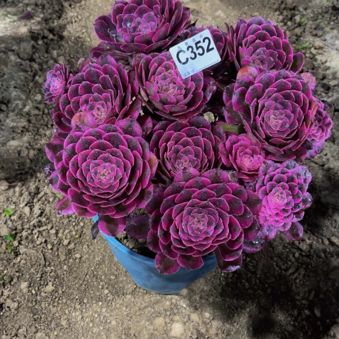 【闪购商品】35200