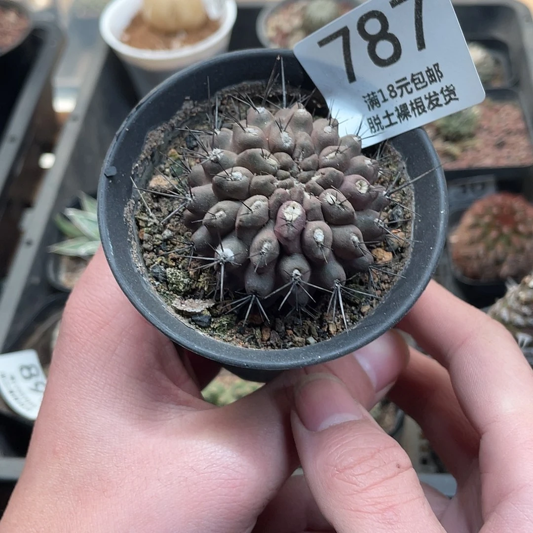 787天星丸（满18包邮）