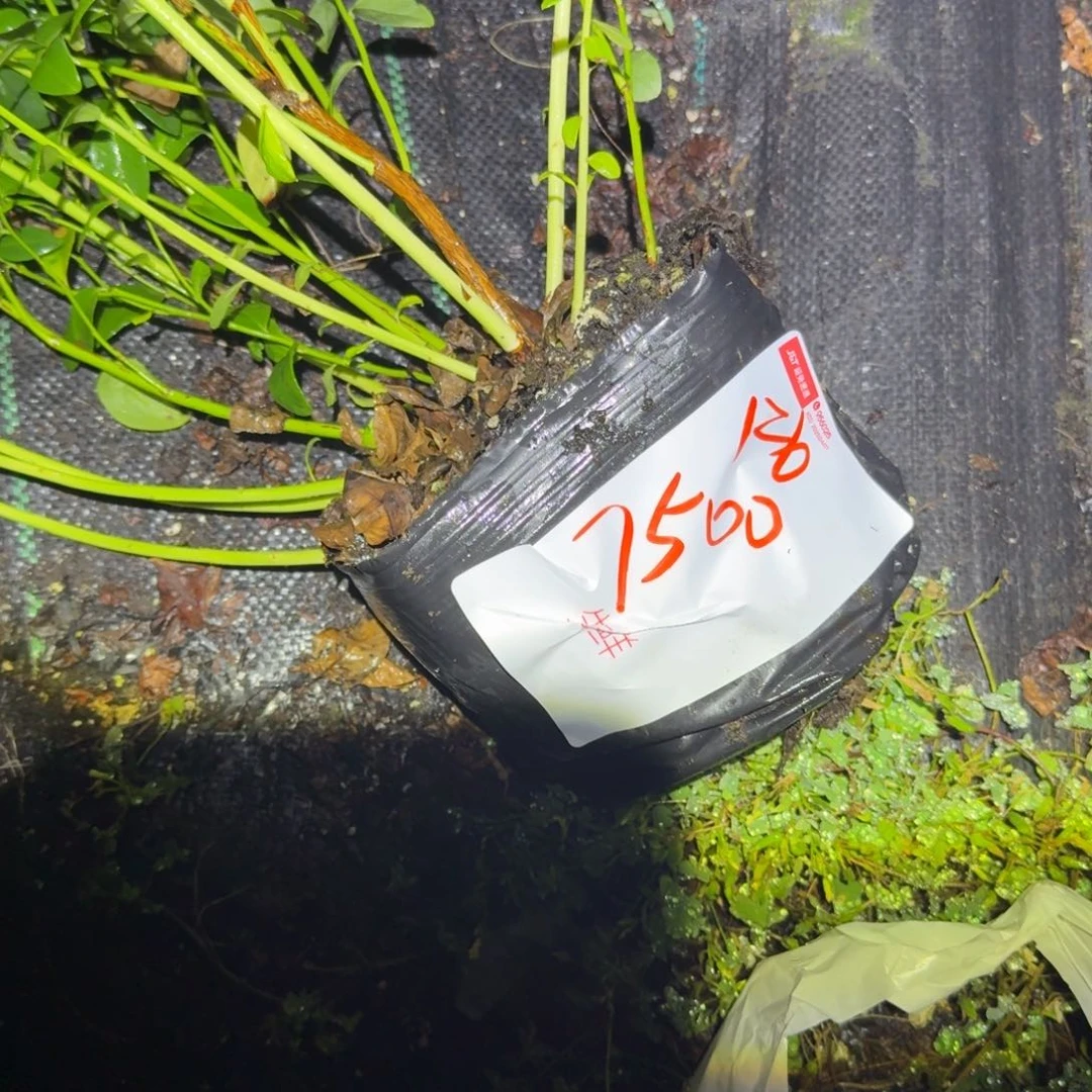 鹏***宇中钵f6一物一拍7500