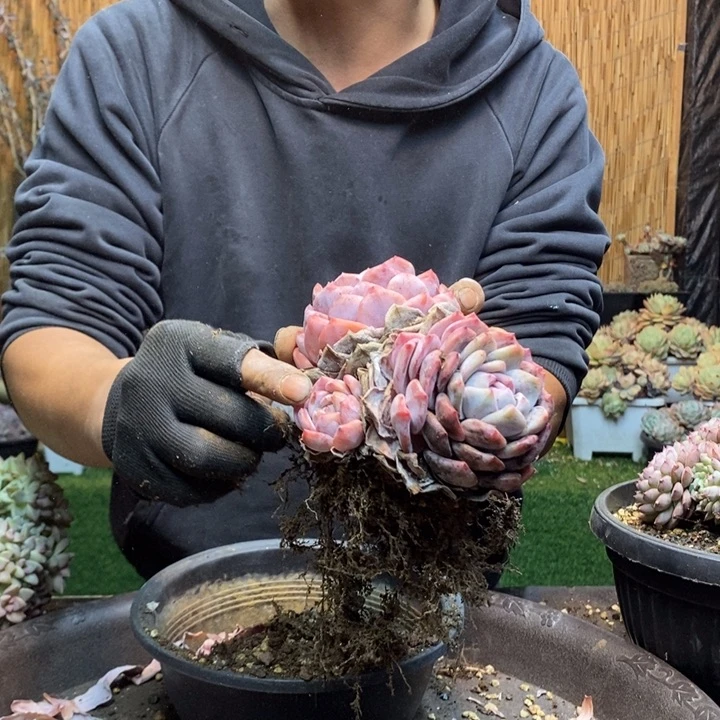 Y***n28 号橙子多肉植物