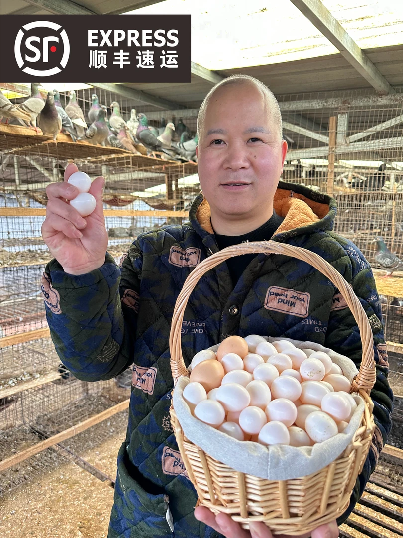 【破损包赔】新鲜杂粮鸽子蛋正宗正中散养天然鸽子蛋30枚-60枚装
