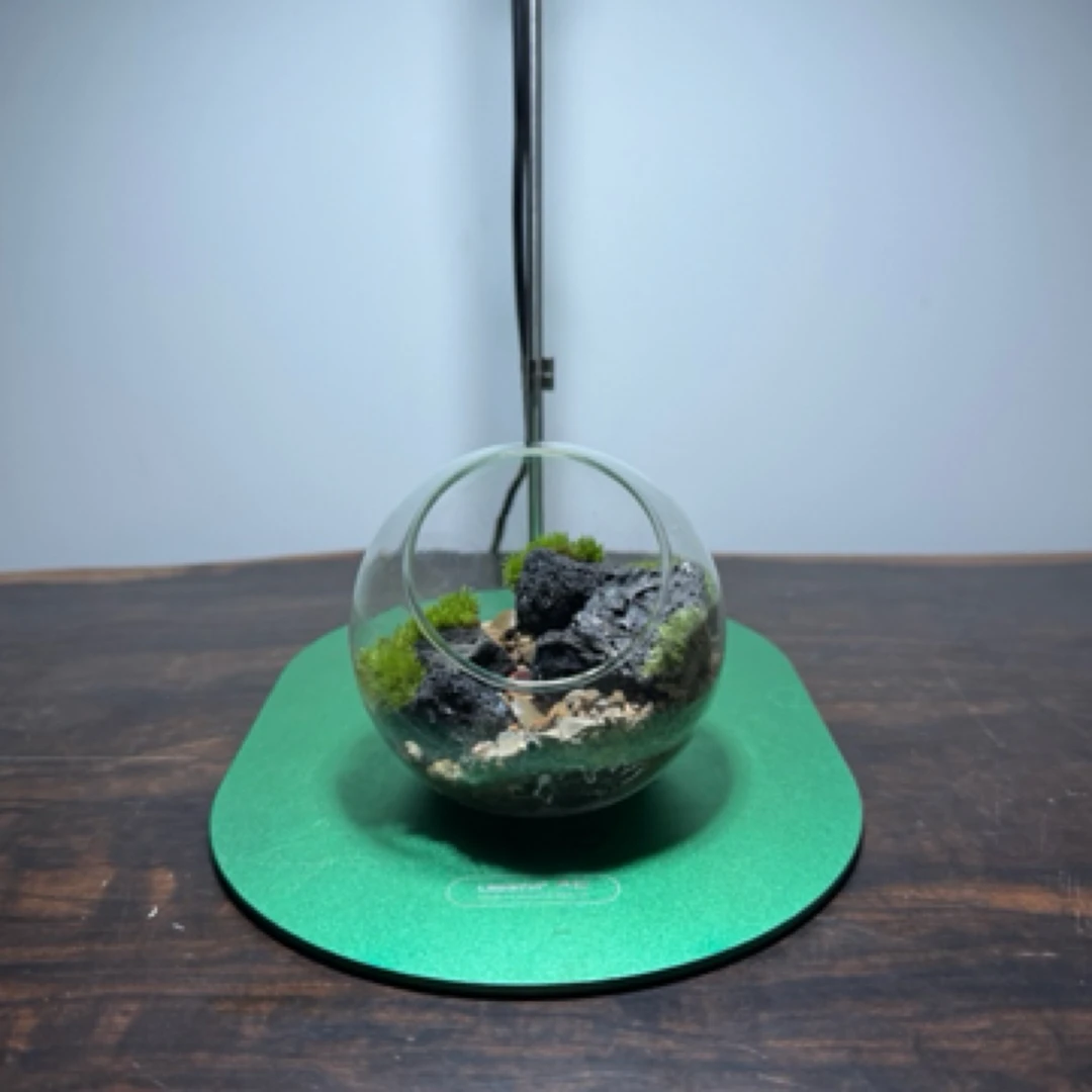 BOTANICOOLBotanicool植酷创意苔藓微景观态瓶桌面玄关茶台摆件