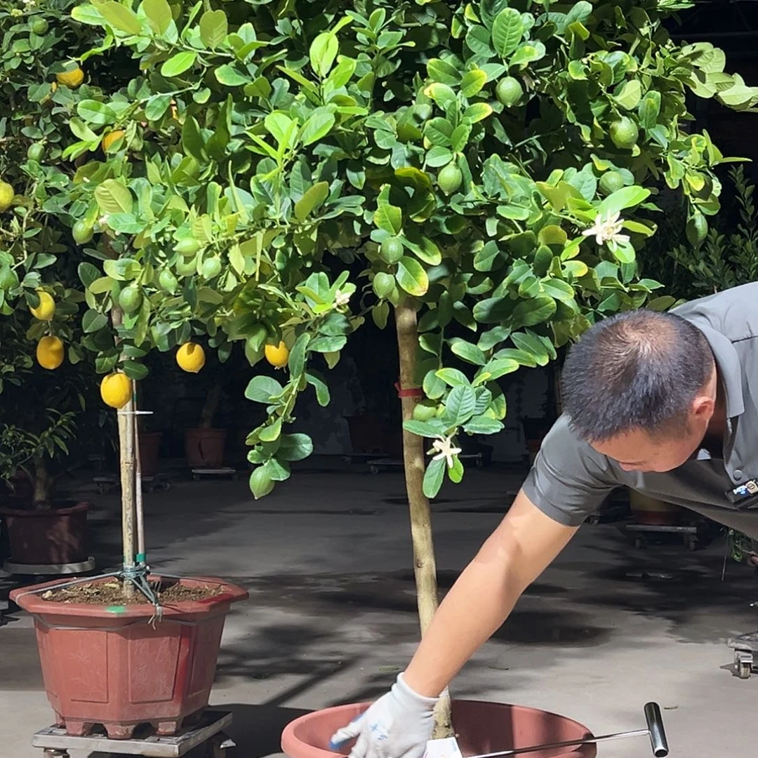 无花朵广东四季香水柠檬树