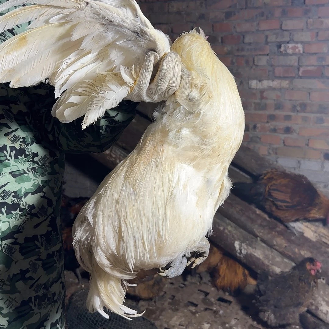 土鸡中国大陆土鸡