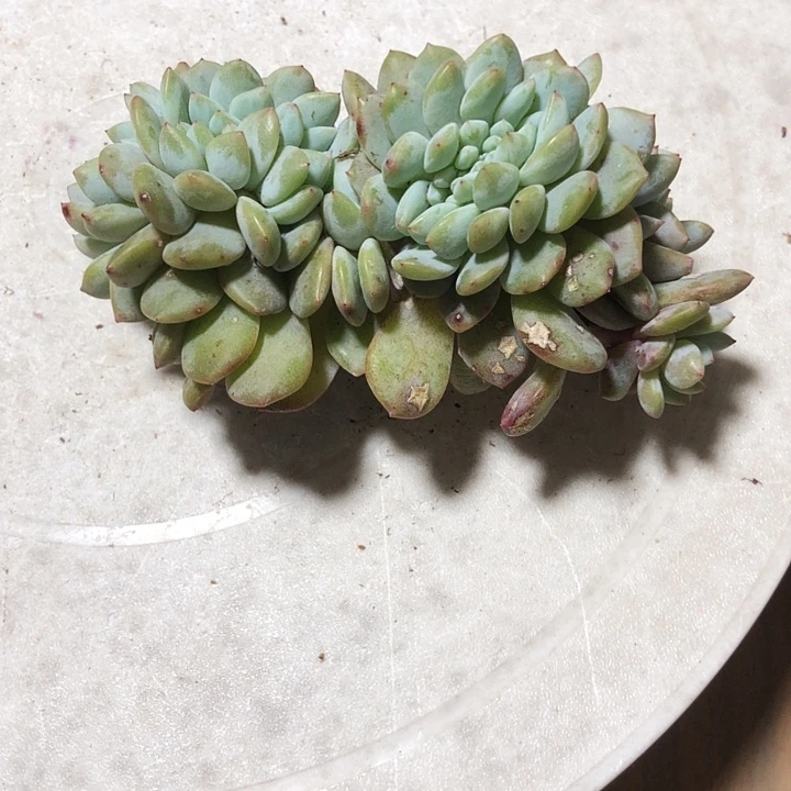 妮妮专拍多肉植物