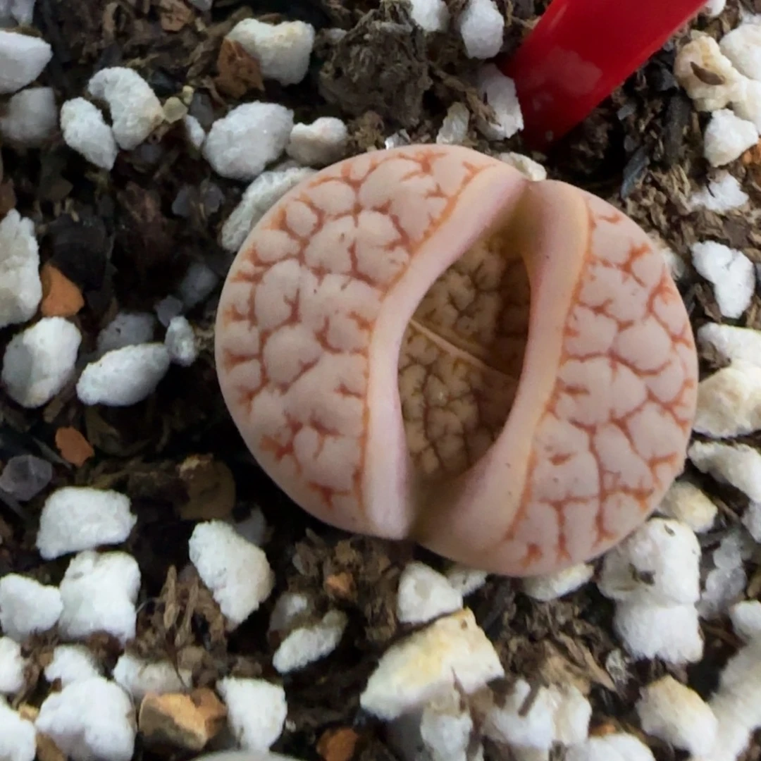 红色标189 生石花大棚直播