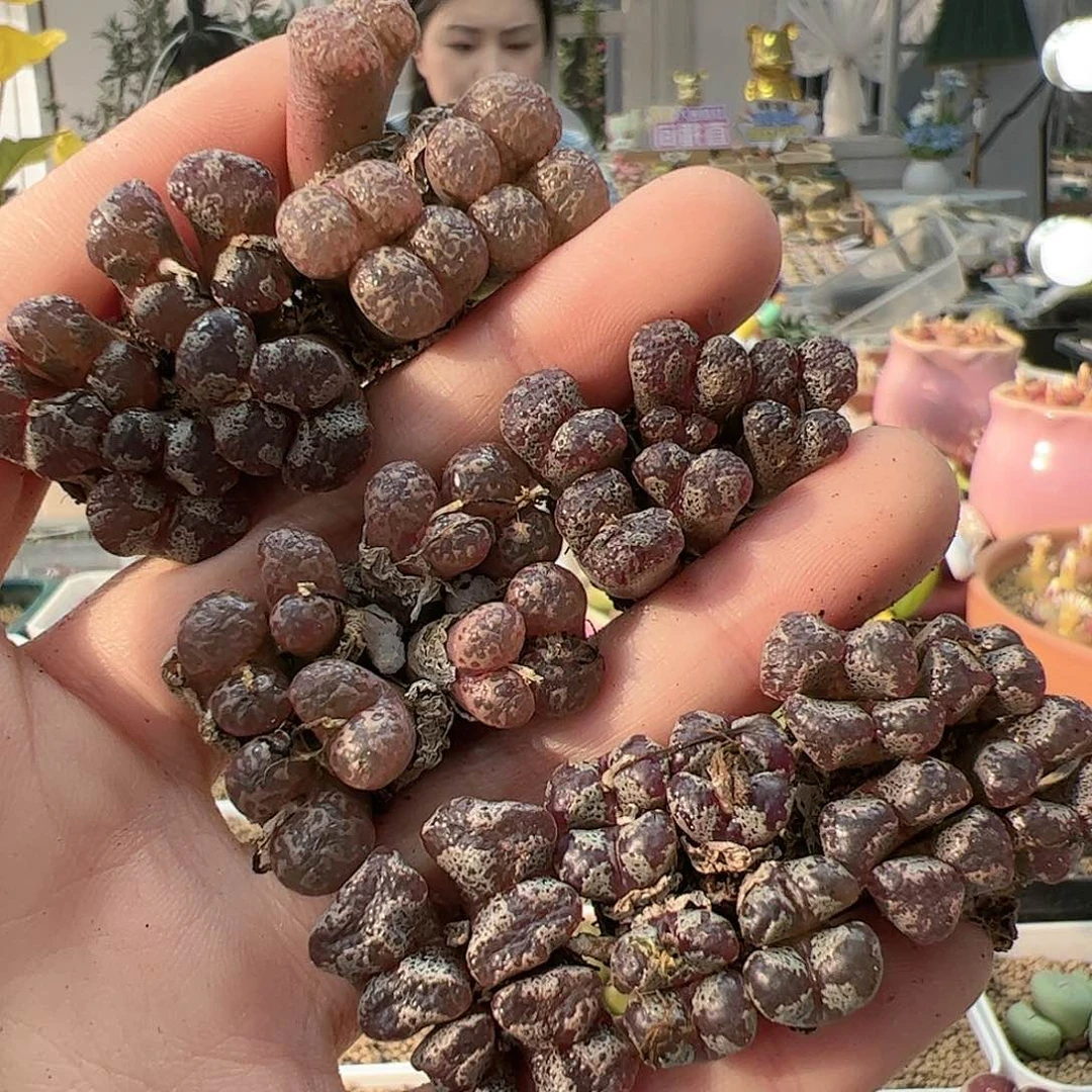 【闪购商品】73 福利