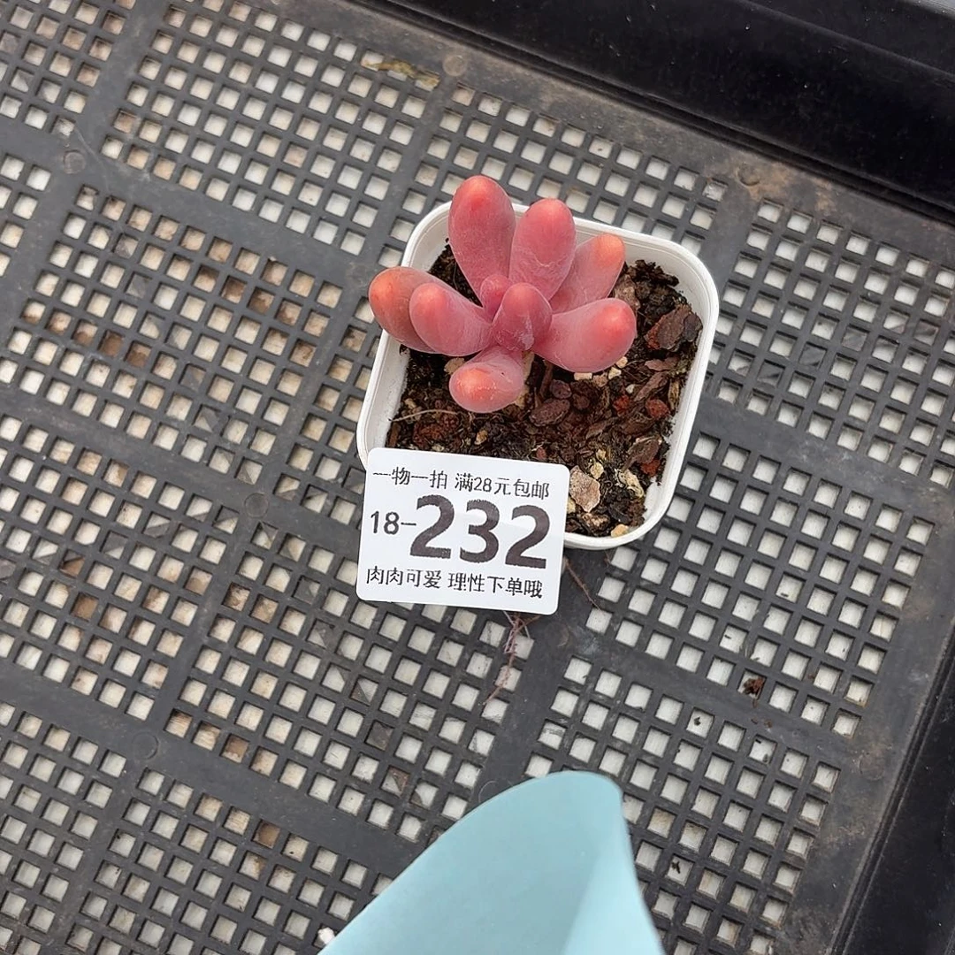 红手指无盆土发货无盆土发货无