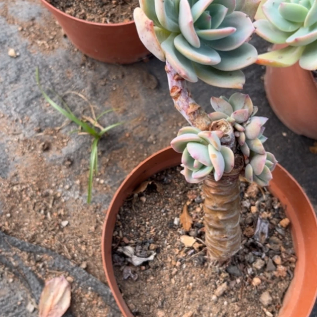 【闪购商品】梧**?白凤