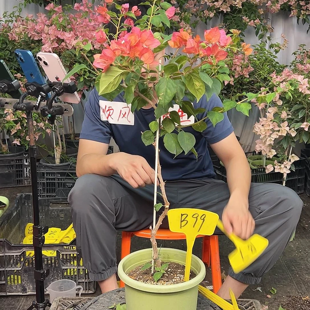 滴***嗒当前无花栽培后可以开花B99暗夕