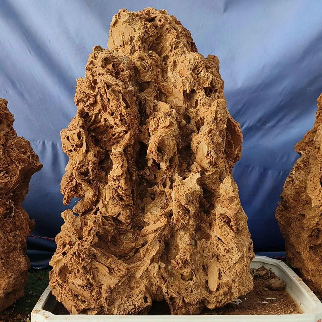 【闪购商品】红陶太*鸟0225-3太阳  无盆