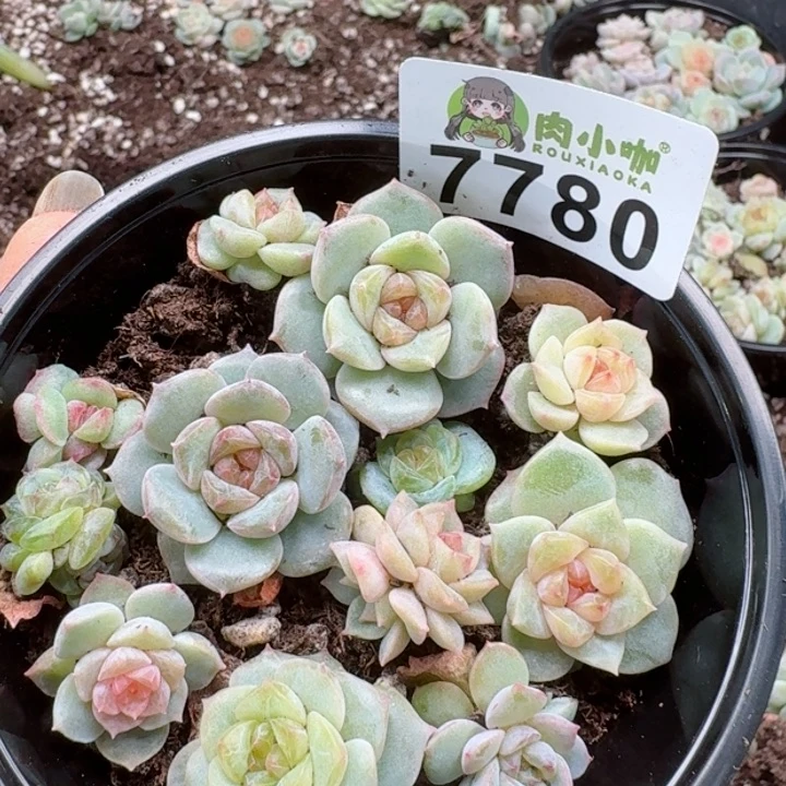 多肉植物多肉植物