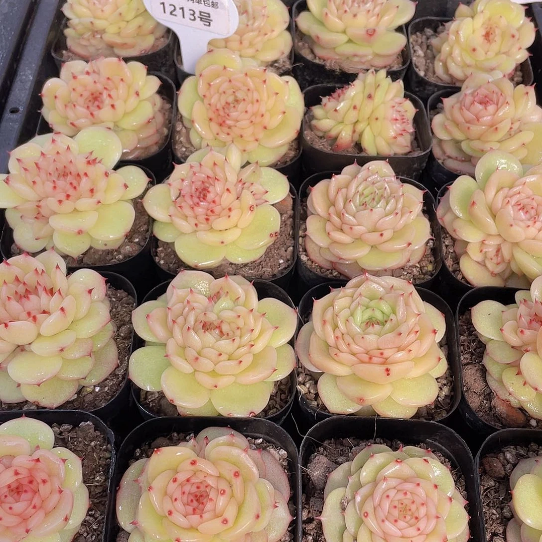 1213号 新品玉玲珑一个