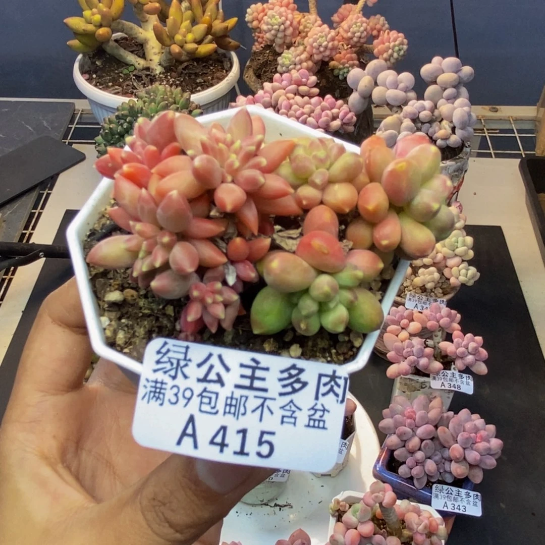 415香蕉树多肉6cm