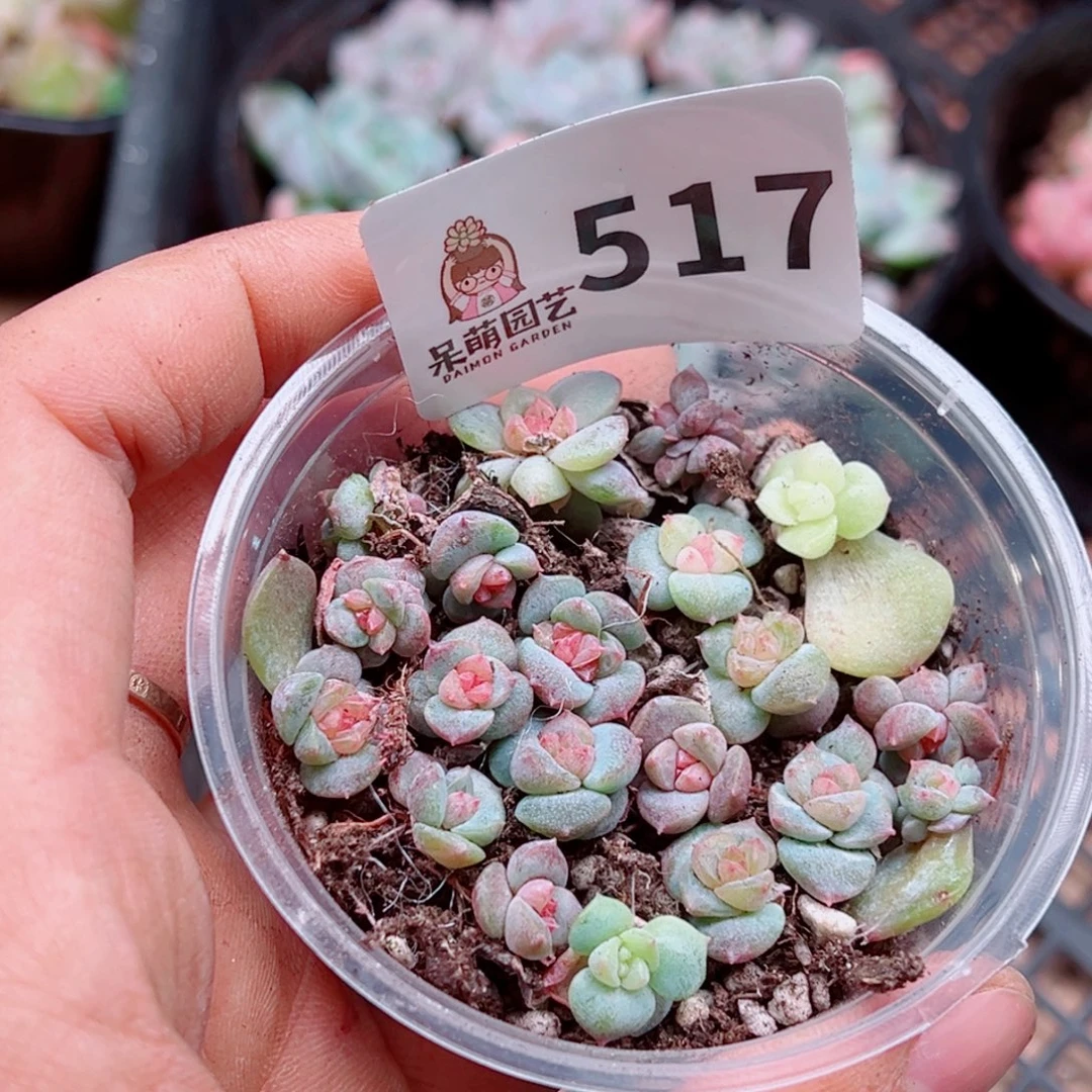 多肉植物多肉植物