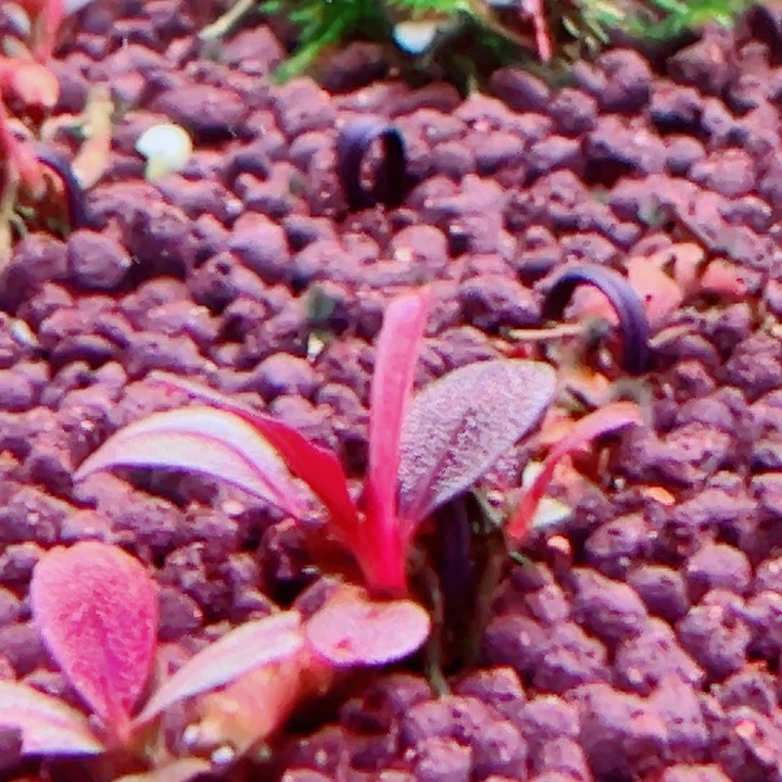 福利98号福利价植物一头