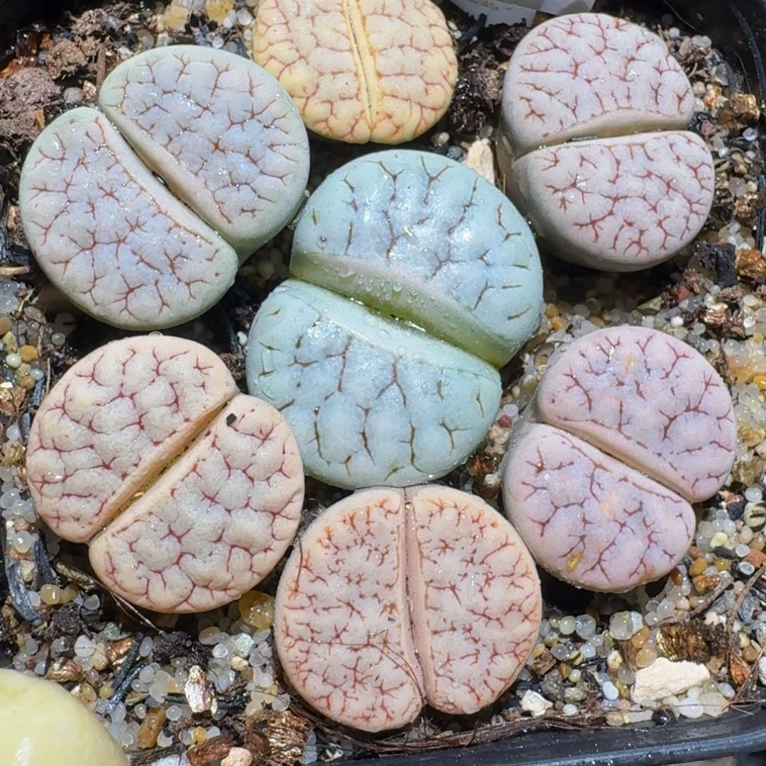 zzzzz生石花肉锥1004