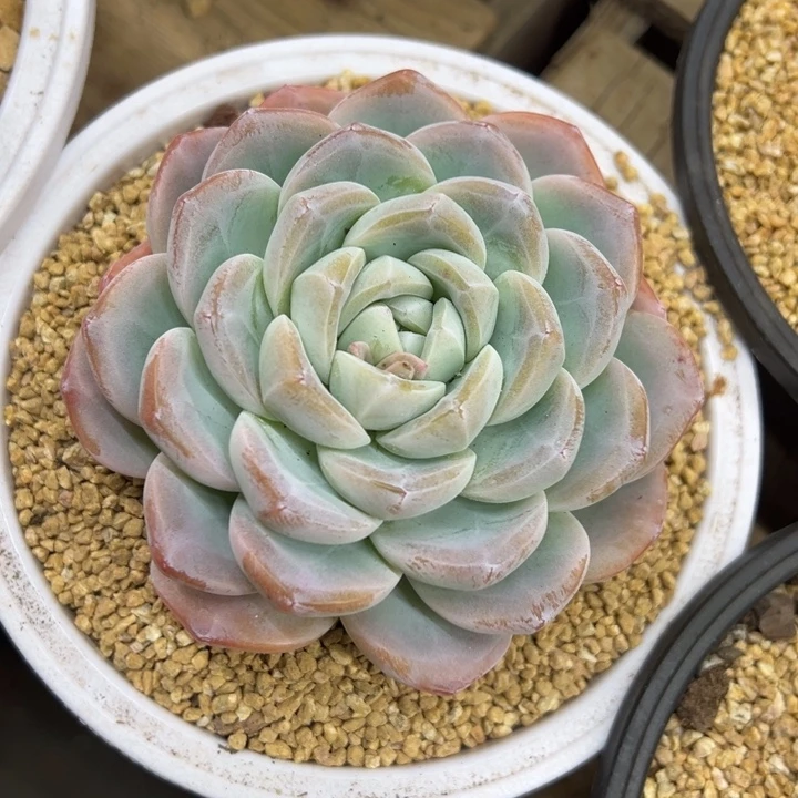 冰玉 单头 不单独发货