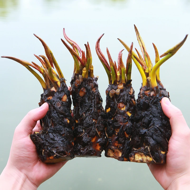 睡莲水培植物四季水养重瓣带芽水莲花盆栽庭院阳台当年开花加肥料