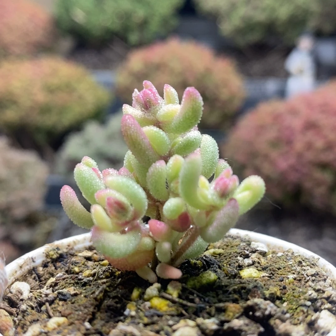 红宝石锦8141枝干番杏