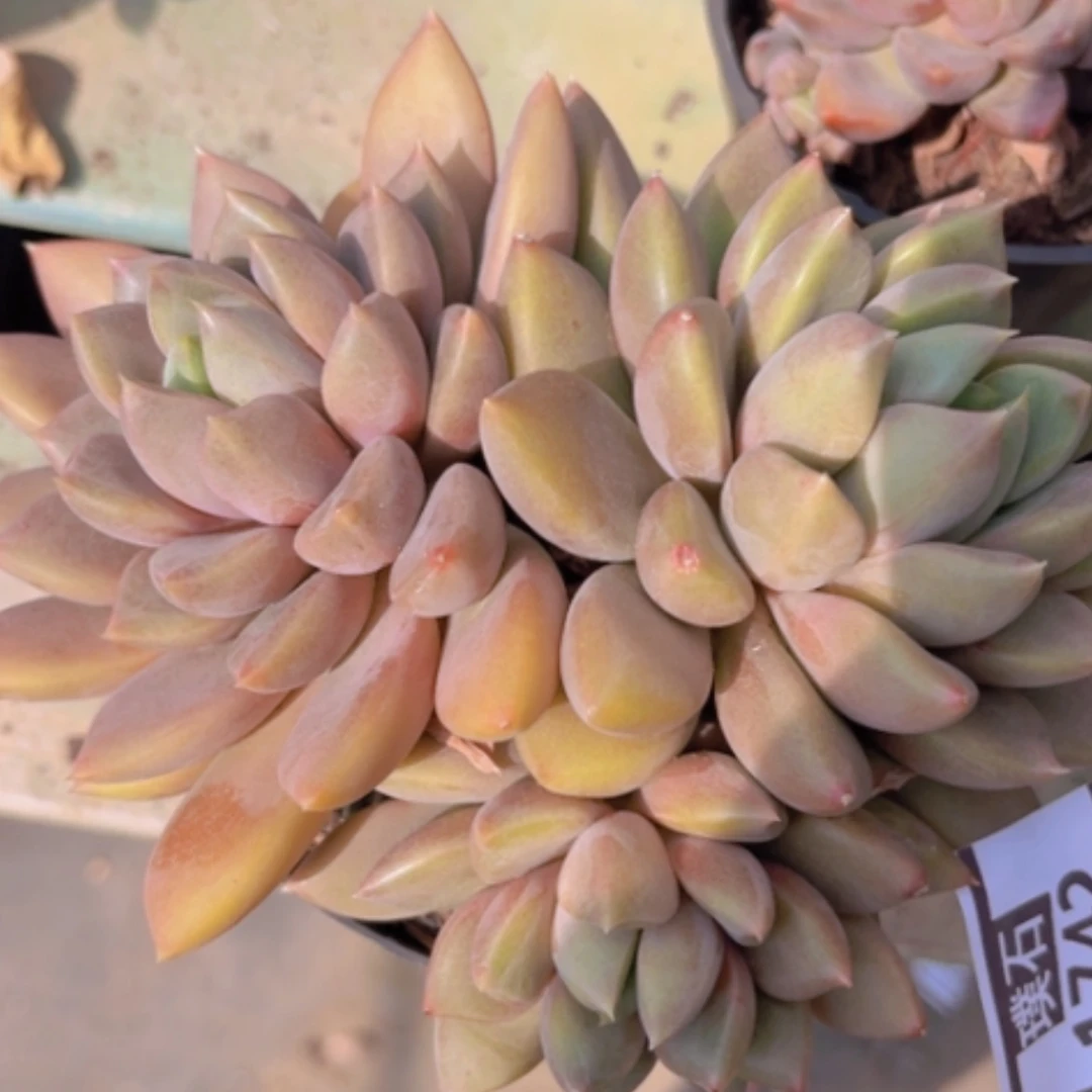 【闪购商品】红象牙1742