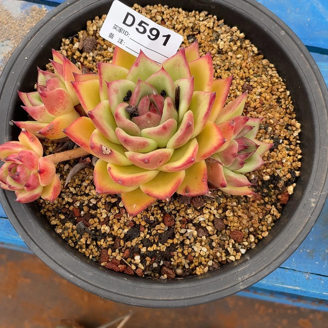 若如东云单拍D591