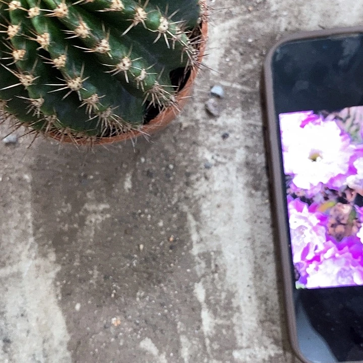 粉可可，367899990