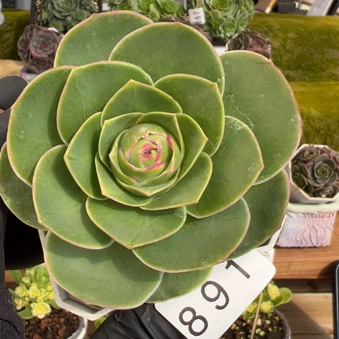 891禧桃优选7厘米