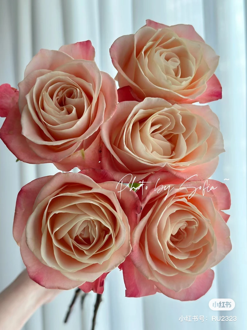 【缤纷玫瑰】糖果甜心 任三单及以上包顺空鲜切花10支装%20不售后