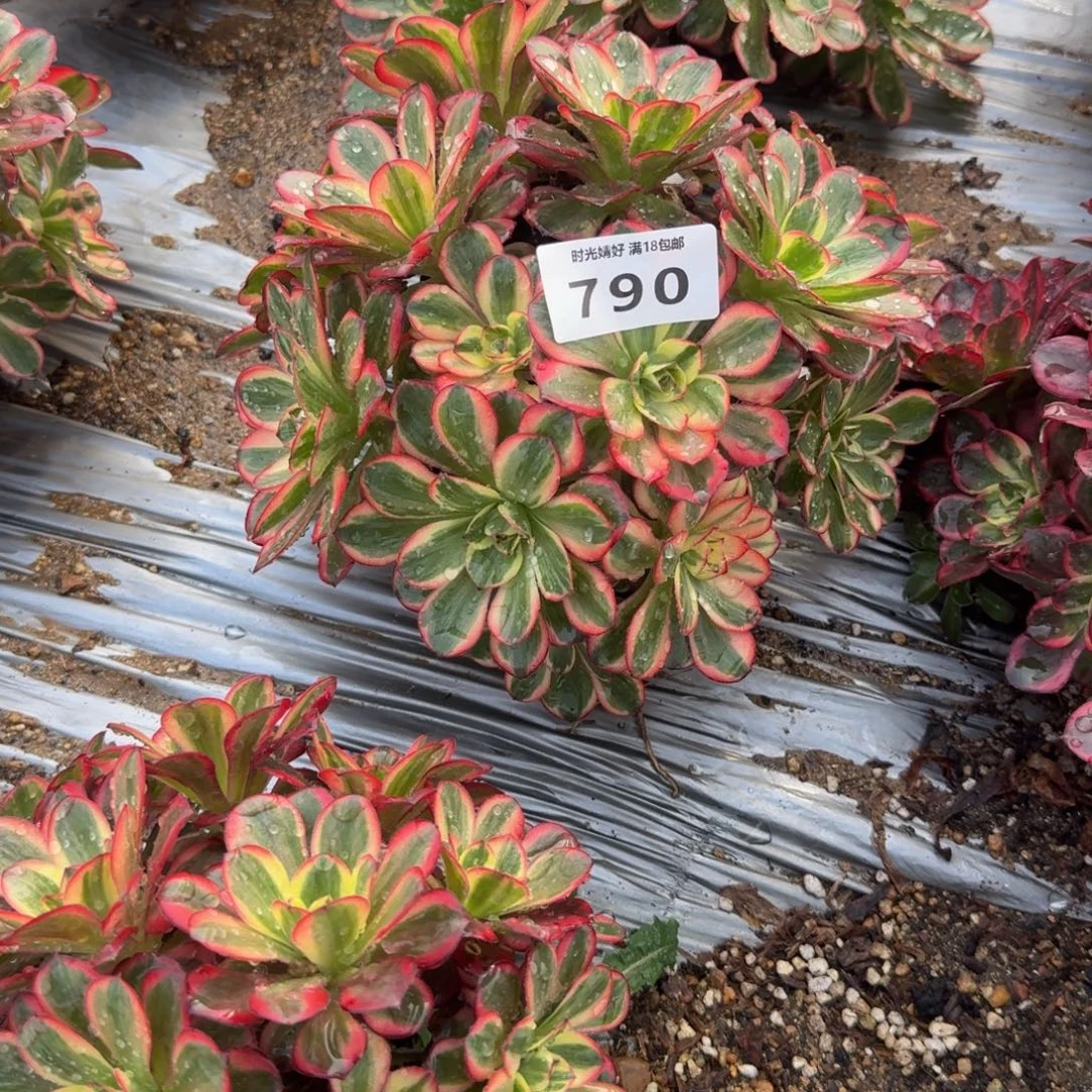 ꧁***꧂营养液一瓶 多肉植物